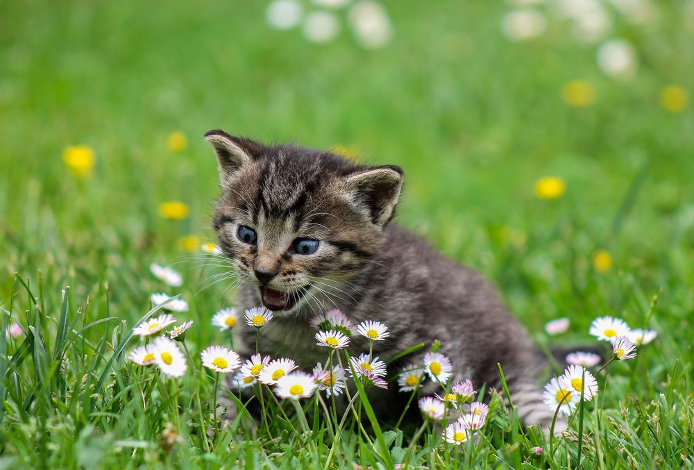 kitten yelling at flowers in a field