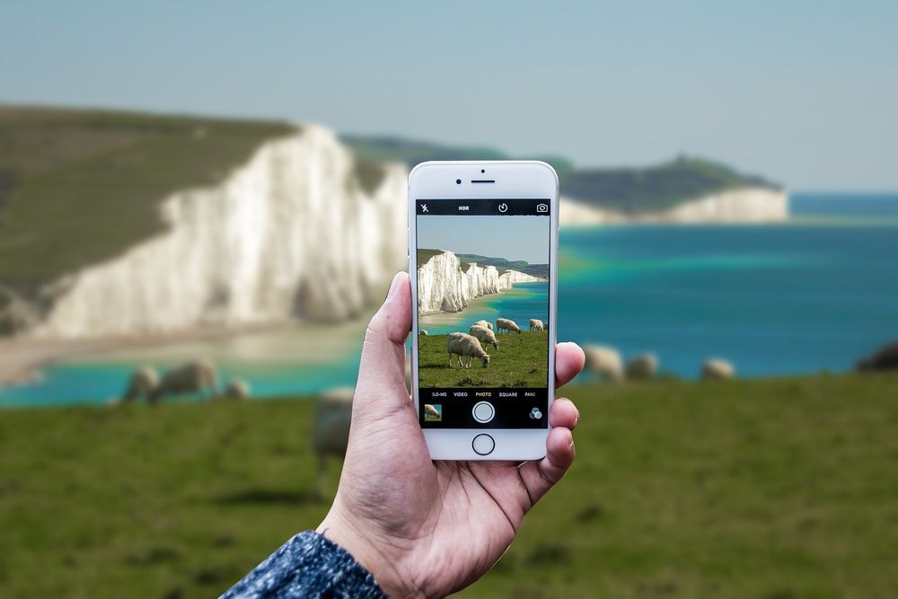 iphone taking a picture of sheep and white chalk cliffs