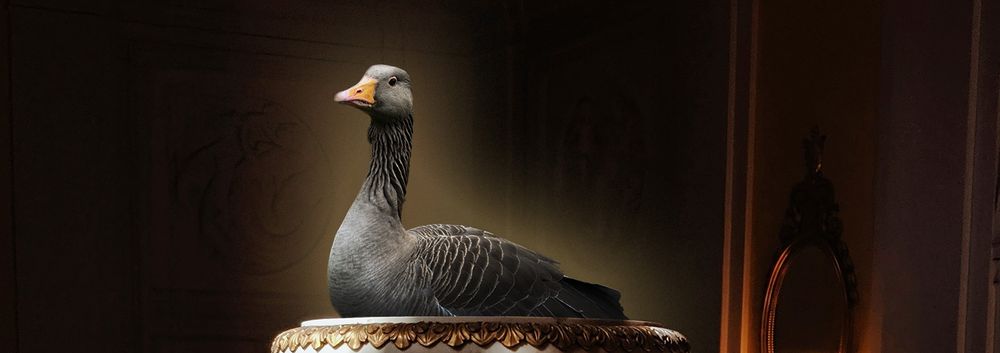A regal looking goose