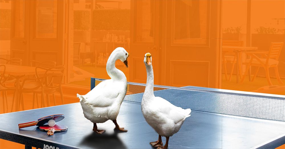 Two white geese standing on a ping pong table