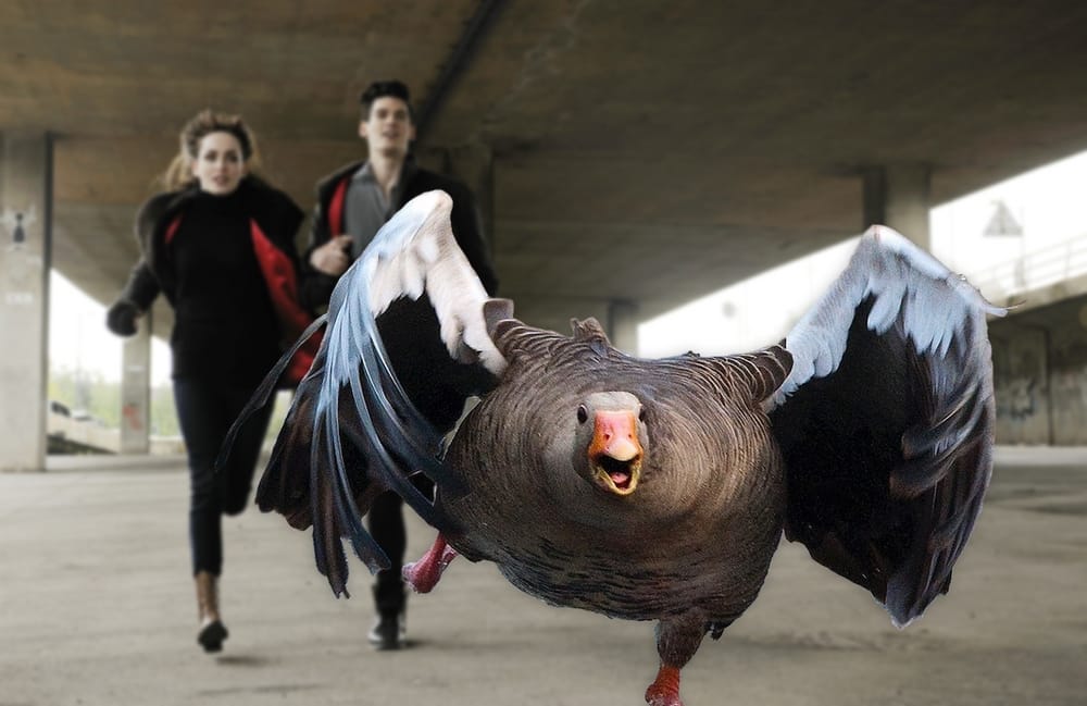 a couple chasing after a goose